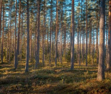 Focus régional : Pourquoi choisir les Landes pour votre future villa ?